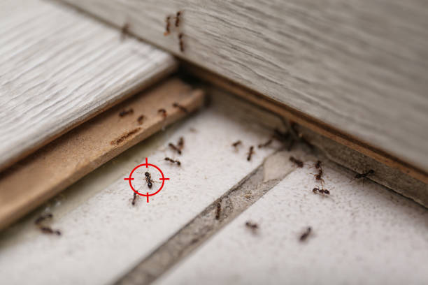 Best Commercial Pest Control Services  in Fort Davis, TX